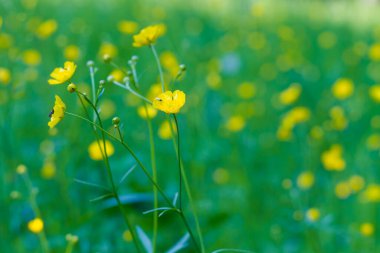 Yeşil çimenlikteki sarı düğün çiçeklerinin doğal yaz arkaplanı. Güneşli küçük çiçekler yazın açar..