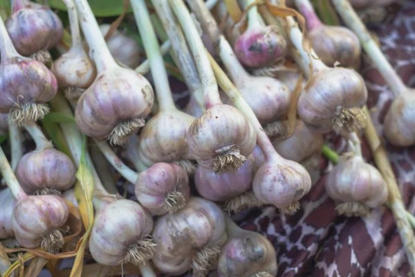 Récolte Gros Ail Est Séchée Après Récolte Dans Jardin Été — Photo