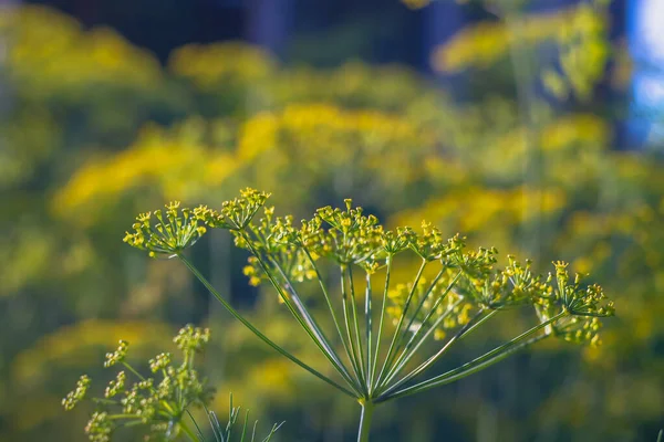 夏に庭に黄色の花序でディルを開花させる — ストック写真