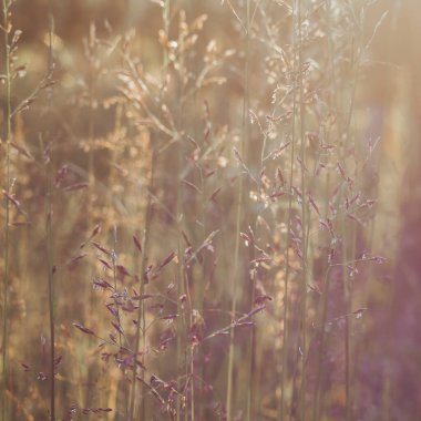 Beige spikelets of grass in summer are illuminated by sunlight in a meadow in nature.