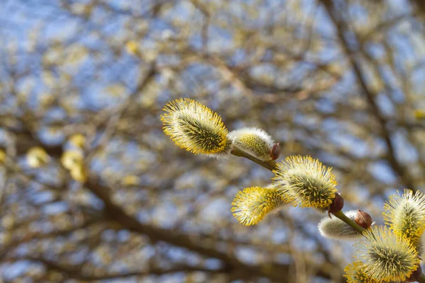 Saule Fleurit Début Printemps Les Premières Fleurs Sur Buisson Bonjour — Photo