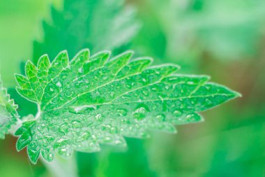 Çimenliğin belirsiz arka planında mis kokulu limon merhemi ya da nane yaprağı.
