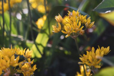 Koyu bir arka planda sarı çiçekler..