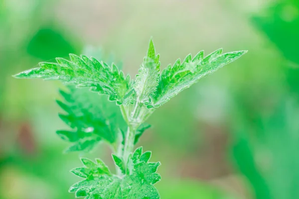 Una Foglia Melissa Profumata Menta Uno Sfondo Indistinto Fogliame — Foto Stock