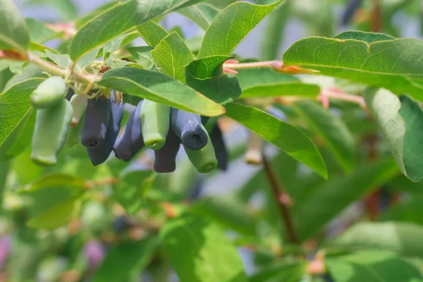 Naturalne jagody wiciokrzewu dojrzewają na krzewie wiosną — Zdjęcie stockowe