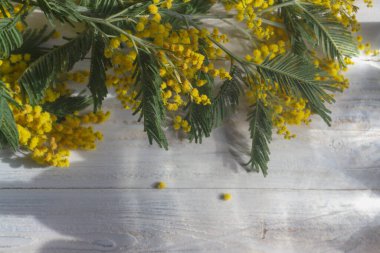 Sarı çiçekli mimoza dallarından yapılmış kadınlar için bahar tatili