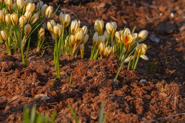 Bahar bahçesinin parlak sarı renkleri, turuncu renkler ilkbaharın başlarında çiçek açar. — Stok fotoğraf