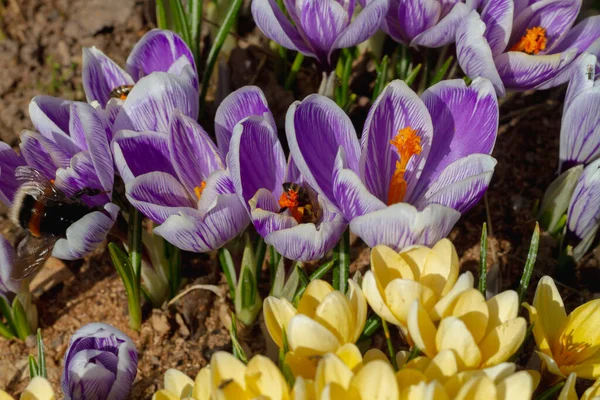 Spring garden crocuses of bright purple color bloom in a flower bed in early spring — Stock Photo, Image