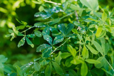 Yağmur damlalarındaki bir çalılığın yeşil yaprakları ya da bir yaz günü çiğ taneleri.