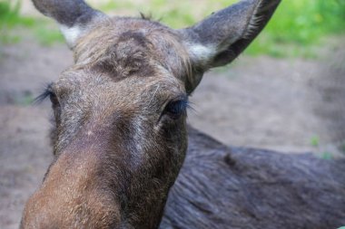 Kahverengi yünlü gözlerinde hüzünlü bir ifade olan geyik ağzı..