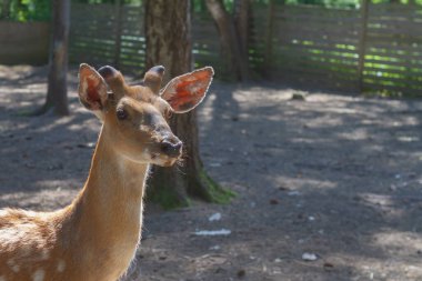 Saklı arazide benekli geyik ormanda ağaçların arasında yürüyor, vahşi bir hayvan..