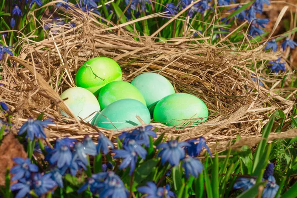 Green eggs for the Christian holiday of Easter in a nest near blue spring flowers.