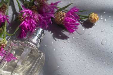 Bir şişe parfüm ya da mor, kırmızı, eflatun, leylak, bordo, gri arkaplanda kırmızı renkler