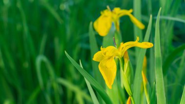 Sarı çiçekler yazın açar..