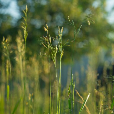 Yeşil çim kulaklı yaz çayırı.
