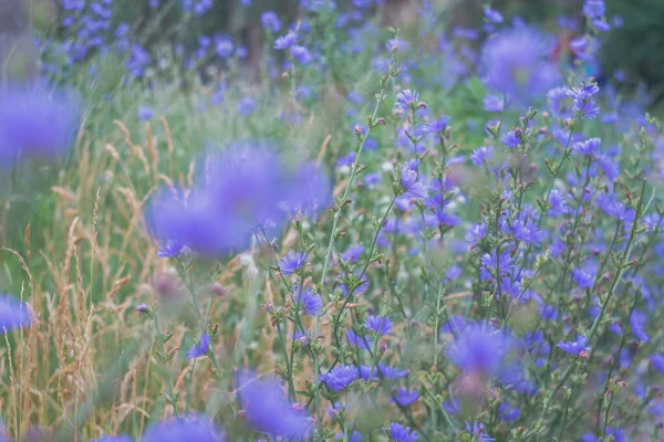 Eine Lichtung Mit Köstlichen Blauen Chicoreeblumen Eine Azurblaue Blume Die — Stockfoto