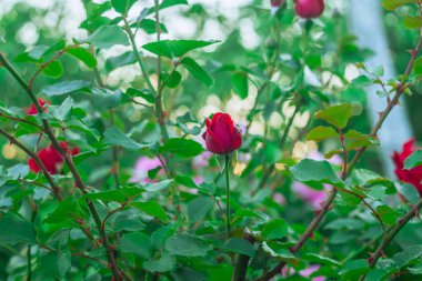 Bahçesinde güzel kokulu çiçekler olan kırmızı gül çalısı..