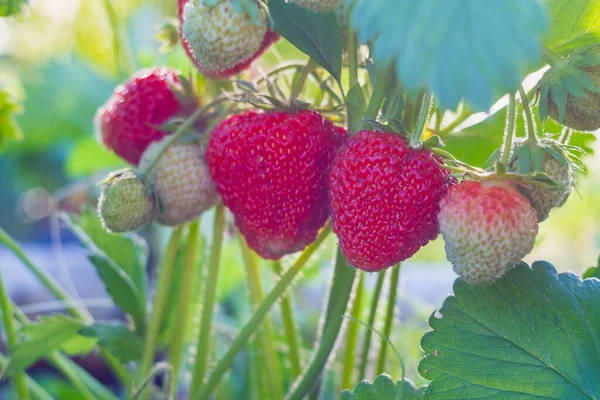 Φράουλα Μούρα Είναι Καρυκεύματα Ένα Θάμνο Φράουλα Στον Κήπο Καλοκαίρι — Φωτογραφία Αρχείου