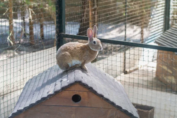 Hausgemachtes Rotes Kaninchen Auf Dem Dach Eines Holzhauses Für Kaninchen — Stockfoto