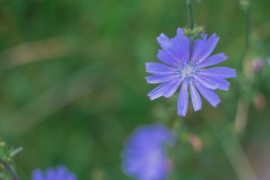 Lezzetli mavi hindiba çiçekleri olan bir açıklık, çayırda açan masmavi bir çiçek..