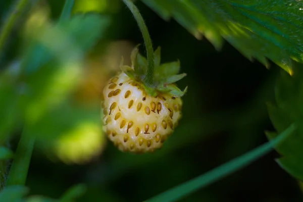 Μακρο Μούρο Λευκής Φράουλας Σκούρο Πράσινο Φόντο Φύλλων — Φωτογραφία Αρχείου