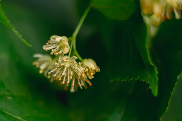 Makroblüte Der Linden Gelbe Duftende Heilblumen Der Lima Dunkelgrünem Laub — Stockfoto