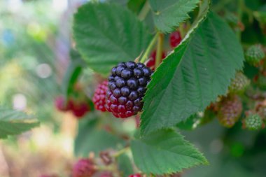 Sonbaharda dikensiz bir böğürtlen dalında olgunlaşan böğürtlen bahçesinde birçok kırmızı ve siyah böğürtlen yetişir..