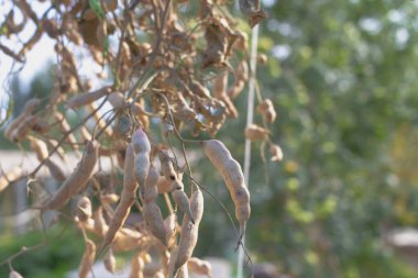 Turp tohumu elde etmek için bahçede turp meyveleri kurutulur..