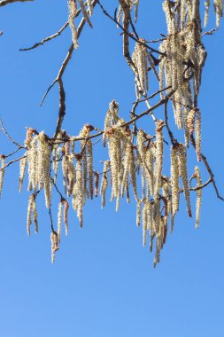 Yumuşak, uzun, beyaz ciltlere sahip, mavi gökyüzü arka planına karşı çiçek açan bir kızılağaç..
