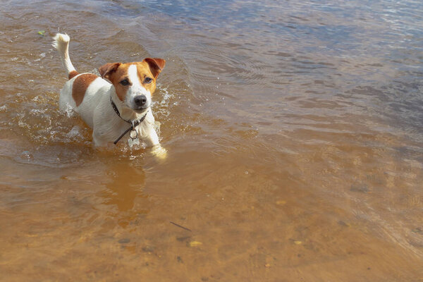 A small Jack Russell dog swims and runs on the water in a river or lake.