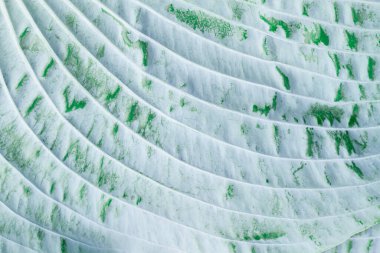 Mavimsi gri kaplamalı ev sahibinin gümüş yaprağı..