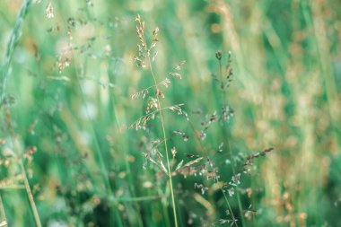 Yeşil çim kulaklı yaz çayırı.