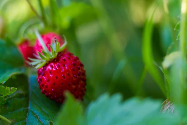 Μούρα Από Άγριες Φράουλες Κόκκινα Μούρα Στο Φυτό Φράουλα — Φωτογραφία Αρχείου