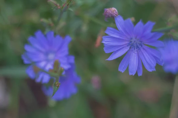 Uma Clareira Com Deliciosas Flores Chicória Azul Uma Flor Azure — Fotografia de Stock