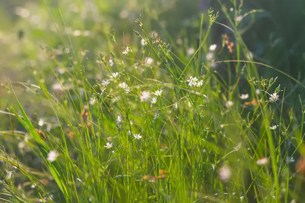 緑の上に太陽の光とハイライトと晴れた夜に緑の草と白い花を持つ夏の牧草地 — ストック写真