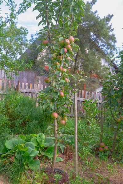 Las Manzanas Maduran Manzano Columnar Muchas Manzanas Vuelven Rojas Las — Foto de Stock