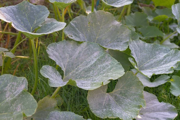 植物病気うどんこ病 秋のカボチャの葉のヨウ素 植物の葉は真菌の白いコーティングで覆われています — ストック写真