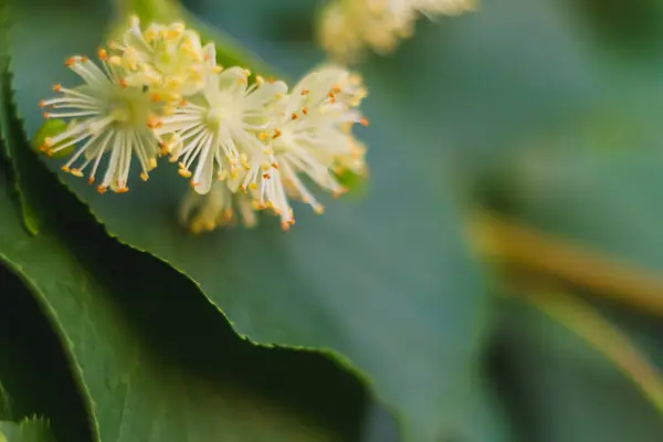 Macro Floración Tilos Flores Medicinales Fragantes Amarillas Lima Follaje Verde — Foto de Stock