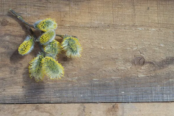 Zweige Einer Blühenden Weide Mit Gelben Flauschigen Blüten Auf Einem — Stockfoto