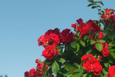 Mavi arka planda kırmızı gül çiçekleri olan büyük bir çalı..