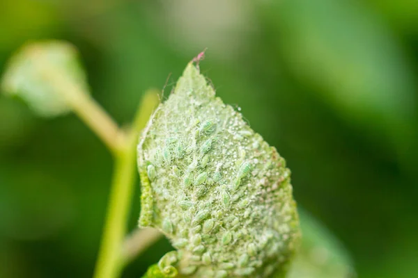 The leaf of the plant is covered with plant pests aphids.