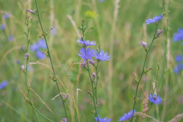 Uma Clareira Com Deliciosas Flores Chicória Azul Uma Flor Azure — Fotografia de Stock