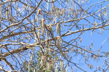 Yumuşak, uzun, beyaz ciltlere sahip, mavi gökyüzü arka planına karşı çiçek açan bir kızılağaç..