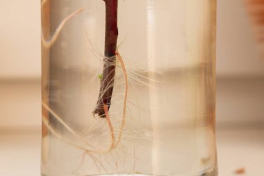 Ağacın beyaz ince kökleri suda büyüdü..