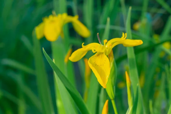 Gelbe Blumen Iris Blühen Sommer — Stockfoto