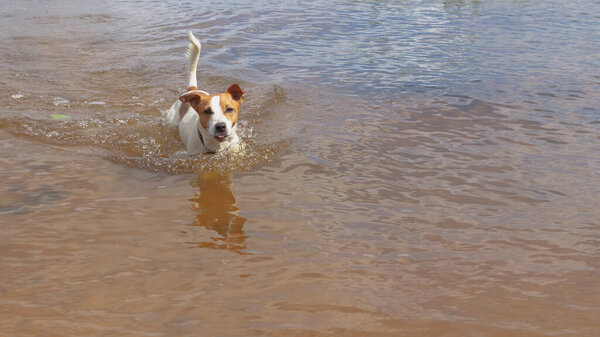 A small Jack Russell dog swims and runs on the water in a river or lake.