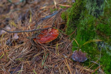 Ormanda mantarlar, toprakta iğnelerle kaplı..