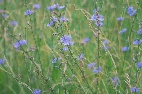 Uma Clareira Com Deliciosas Flores Chicória Azul Uma Flor Azure — Fotografia de Stock