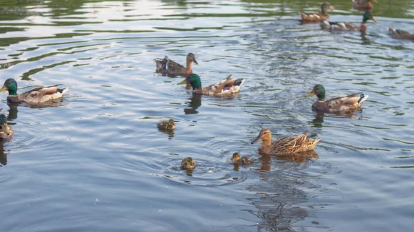 Muitos Patos Com Patos Nadam Lagoa Verão — Fotografia de Stock