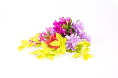 Ormangülü çiçek kompozisyon